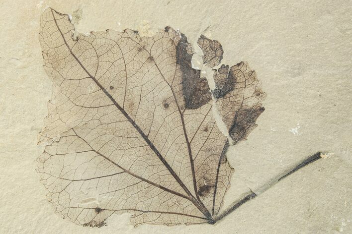 Fossil Leaf Plate - Green River Formation, Utah #256805